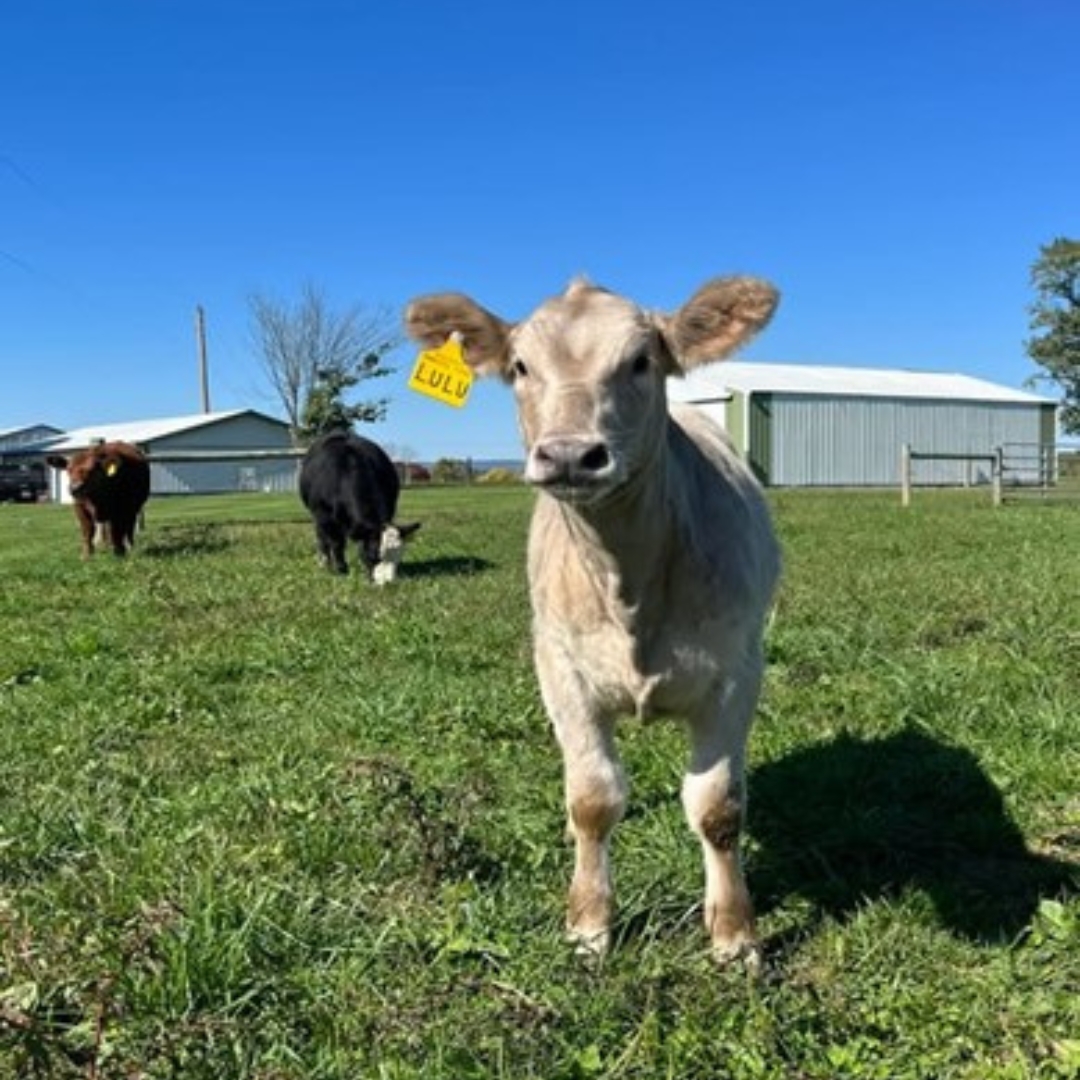 White cow on Walnut Ridge Farm