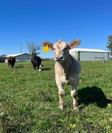 Walnut Ridge Farms, Cow